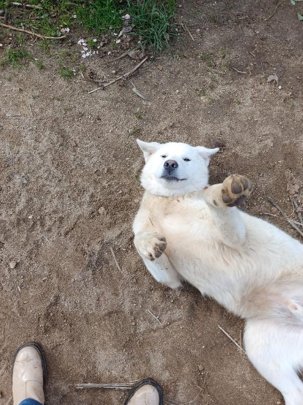 ✨ ❤️Hiro splendido cagnolone cerca famiglia 🏠✨  Foto 2